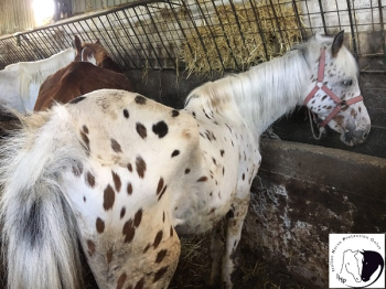 Agropoli (SA): confiscati e trasferiti alcuni cavalli, urgente agire anche per gli altri