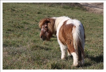Prato, no ai pony come intrattenimento