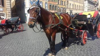 Botticelle: cavalli vittime di un sistema confuso. Lappello di IHP ai turisti