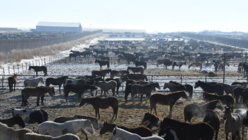 Carne equina dal Canada: a rischio salute consumatori