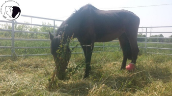 Cavalli e asini vittime di incuria e trascuratezza nel piacentino: sequestrato un cavallo dopo settimane di pressioni e trasferito durgenza in clinica