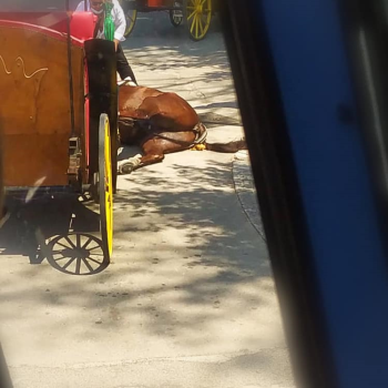 Carrozze: cavallo stramazza al suolo e muore a Caserta