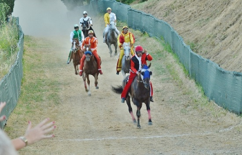 Palio di Casole dElsa (Siena): muore un cavallo durante le prove