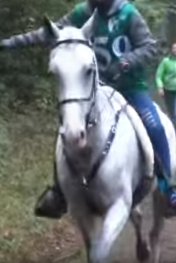 Endurance, doping: cavallo morto per frattura