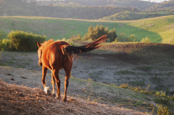 Cavallo agonizzante dopo incendio. Probabile eutanasia in ritardo. IHP chiede indagini
