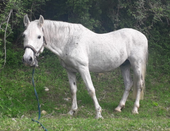 Serravalle Pistoiese: confiscato anche il terzo cavallo