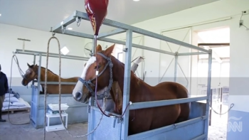 Coronavirus: in Argentina sperimentano sui cavalli