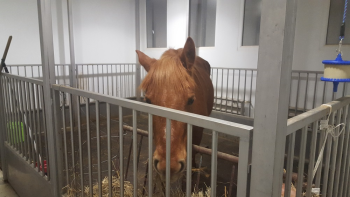 Caso Csinszka, corsa contro il tempo per salvarle la vita