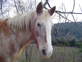 Ciao Evelina
