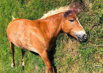Francia: cavalli torturati, mutilati e uccisi. Un macabro giallo