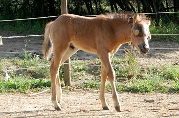 GRIFO, il puledrino cieco