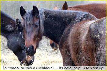 Fa freddo, aiutaci a riscaldarci!
