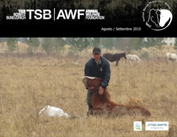HORSE MEAT: nuove terribili notizie dallArgentina [VIDEO]