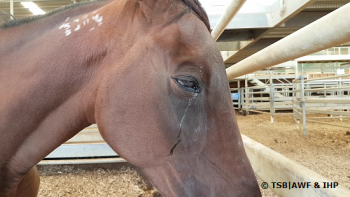 Europa importa carne di cavallo senza controlli e prodotta con torture