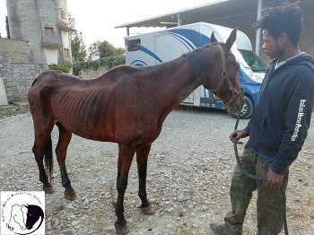 Buti (PI): salvata cavalla maltrattata