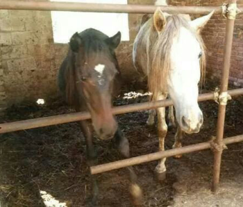 Condannato il proprietario di due cavalle nel Pistoiese: dopo il sequestro, la confisca. Il giudice le assegna a IHP Italian Horse Protection Onlus