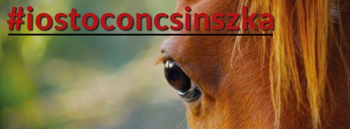 #IOSTOCONCINSZKA  Luccisione di Stato della cavalla non fermer la battaglia delle associazioni