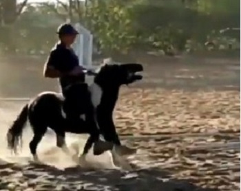 Olimpionico brasiliano e suo figlio maltrattano un pony