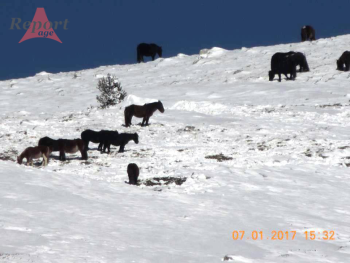 Emergenza cavalli a Lucoli (AQ): IHP presenta un esposto urgente a Prefetto e Asl