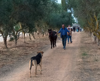 Puglia: via da Manduria i cavalli sequestrati