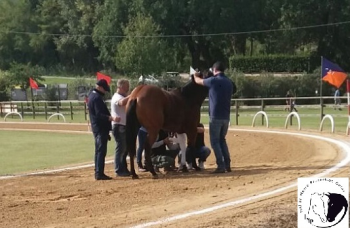 Corse storiche, altro cavallo PSI morto