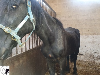Aggiornamento Manduria (TA): ancora nessun sequestro degli animali rimanenti