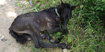 Puledra di pochi giorni ritrovata in una scarpata, portata al Centro IHP