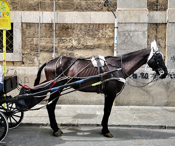 Palermo, denuncia di IHP per le condizioni di sfruttamento dei cavalli