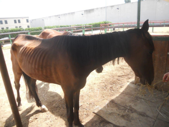 Milano, due cavalli confiscati per maltrattamento adesso cercano casa