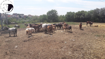 Sequestro equidi a Lunghezza (Roma)