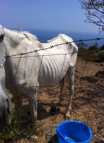 Sequestrati 10 cavalli maltrattati in provincia di Catania