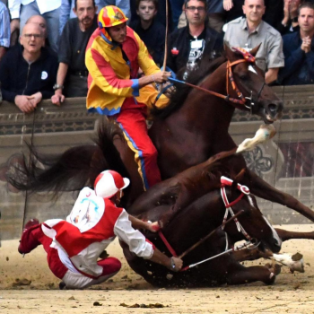 Palio di Siena, morto il cavallo Raol