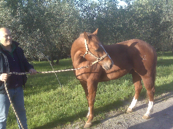 E arrivato oggi Solanos, un altro cavallo positivo allanemia infettiva equina, sottratto allabbattimento grazie a IHP!