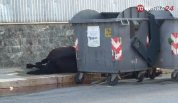 Trani, Puglia: assurda morte di un cavallo. Pronti a denunciare
