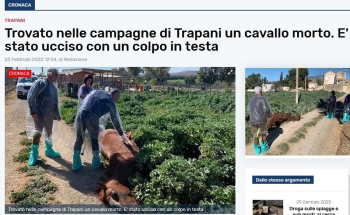 Trapani, un cavallo finito con un colpo in testa e abbandonato per strada