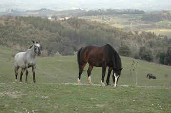 Click per lo zoom