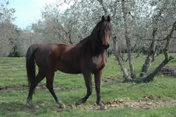 Click per lo zoom
