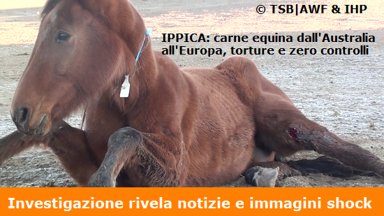 stop all'importazione in Europa di carne equina prodotta con la tortura