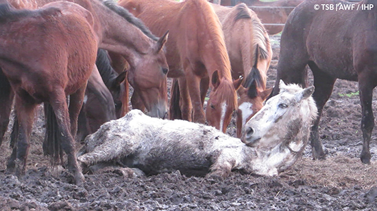 STOP all'importazione di carne equina in europa prodotta con la tortura
