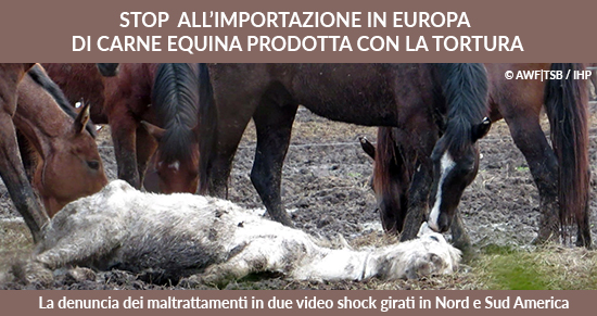 STOP all'importazione di carne equina in europa prodotta con la tortura