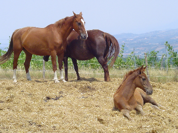 Scopri come aiutare IHP!