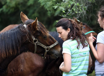 Sequestro di cavalli a Trequanda (SI): 21 cavalli sono stati donati a IHP per la loro successiva adozione!