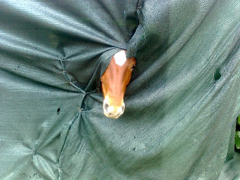 Caso Rocket, prosegue la battaglia di IHP per la sua liberazione