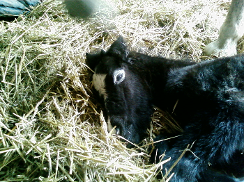 Migliorano le condizioni di Libero!