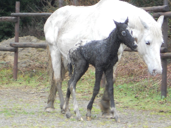 Libero � venuto al mondo, ora stiamo tentando di salvargli la vita