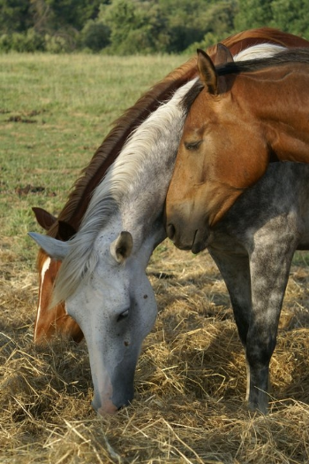 Aiutaci a curare i nostri cavalli asmatici…adotta una vaporiera!