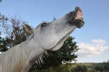 Anche quest�anno a Fieracavalli, per far sentire la nostra voce