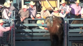 Rodeo con scariche elettriche ai cavalli e vitelli maltrattati