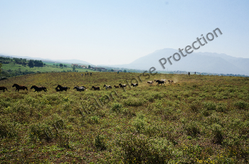 Sequestro Colleferro, numerosi altri animali messi in salvo e affidati. E il maltrattatore continua i suoi affari come se nulla fosse