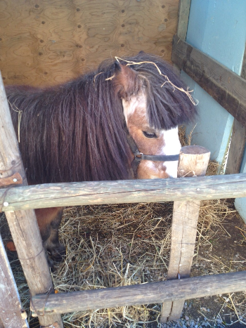 Liberati l�asino e il pony esposti a San Miniato